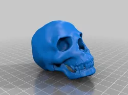 Skull