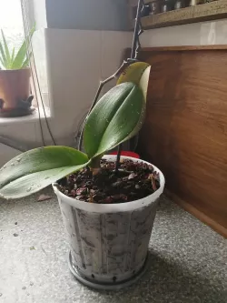 17cm pot for Orchid