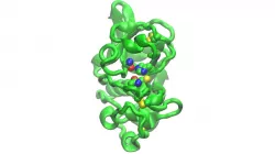 Actinidin