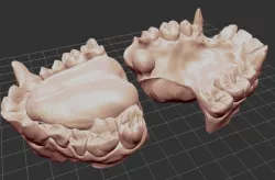 Gorilla Teeth and inside of mouth