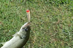 THE Finger! Bass fishing Lure