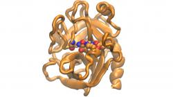 Which Chemical Activates the Transformation of Trypsinogen to Trypsin-Enzymology Facts