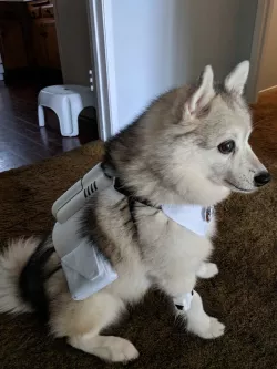 Biker Scout Dog Armor