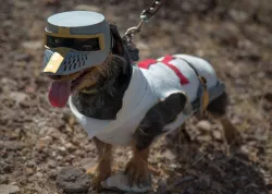 Deus Vult Dog: The Costume