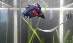 Leaf Hammock