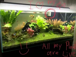Overflow Grill for Aquarium 1mm spacing Skimmer