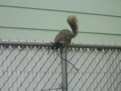 Squirrel fence feeder