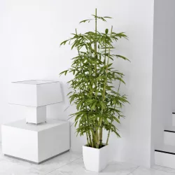 Bamboo 3D model