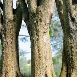Big Tree Realistic Model Low-poly  3D model