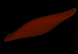 Canoe 