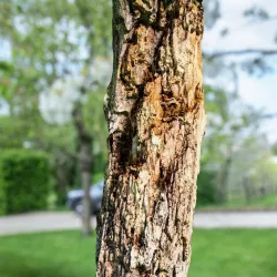 Dead Tree Bark Photorealistic Low-poly  3D model