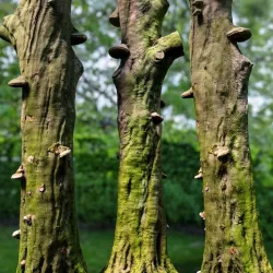 Dead Tree consumed by Fungus Low-poly  3D model