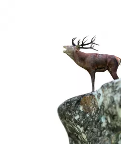 deer 3d 3D model