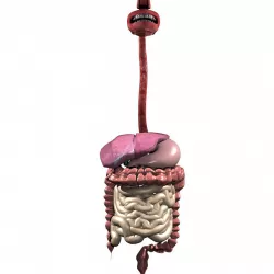 Digestive System 3D 3D model