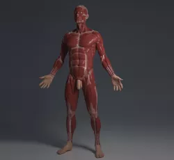 Ecorche - Human anatomy model  3D model