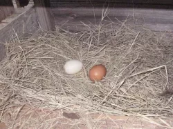 Encouragement Egg for Chickens