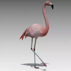 Flamingo Animated Low-poly  3D model