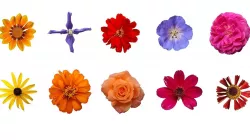 Flower texture 10 pack garden flowers Texture