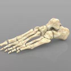 Foot Bone Female with Texture 3D model