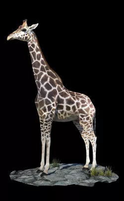 Giraffe Animated 3D model