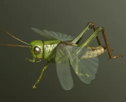 Grasshopper 3D model