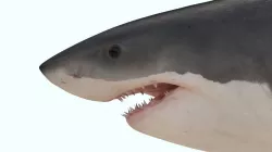 Great white shark rigged and animated for Cinema 4d  Low-poly  3D model