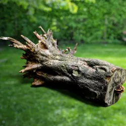 Huge Tree Root Stump Low-poly  3D model