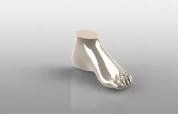 Human foot