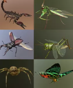 Insect Collection 1 3D model