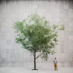 Linden urban v1 3D model