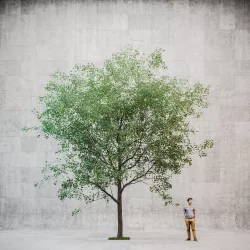 Linden urban v3 3D model