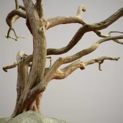 Low Boly Big Tree Low-poly  3D model