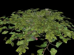 Lush bush  Low-poly  3D model