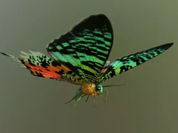 Madagascan Sunset Moth 3D model
