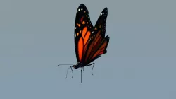 Monarch Butterfly Animated Rigged 3D model