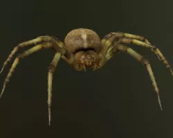 Orb Weaver Spider 3D model