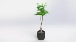 plante verte