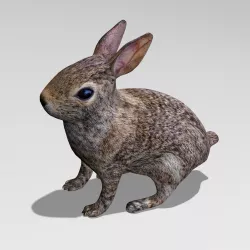 Rabbit 3D model