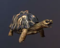 Radiated Tortoise 3D model