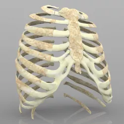 Rib Cage With Texture 3D model