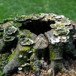 Shroom covered tree stump 3D scanned 3D model