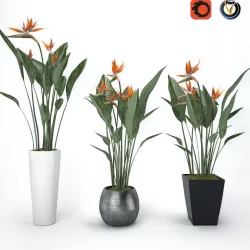 Strelitzia 3D model