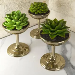 Succulents 3D model