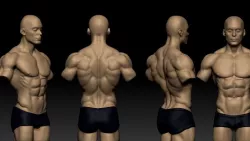 torso masculino  3D model