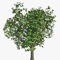 Tree 3D model