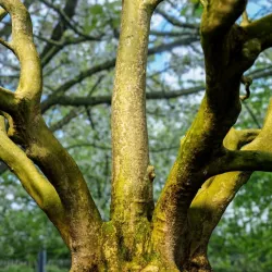 Tree Scanned Photorealistic Reference  3D model