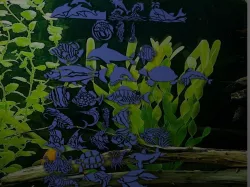 Water animals 3D model