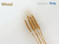 Wheat 3D model