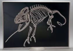 chameleon 3D