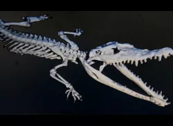 Crocodylus 3D